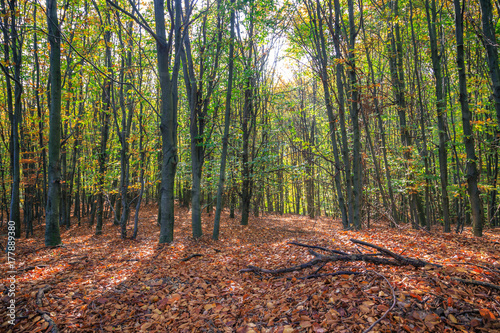 Autumn forest in slovakia