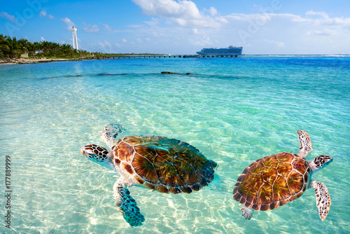 Mahahual Caribbean beach turtle photomount photo