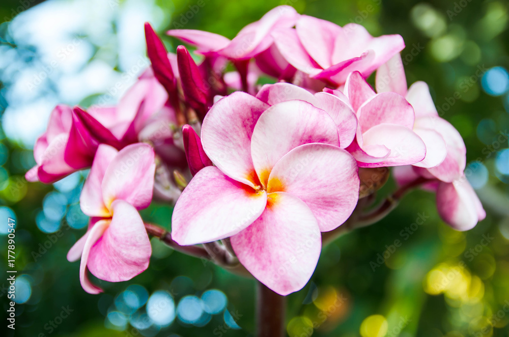 Beautiful plumeria with natural bokeh background Beautiful plumeria with natural bokeh background