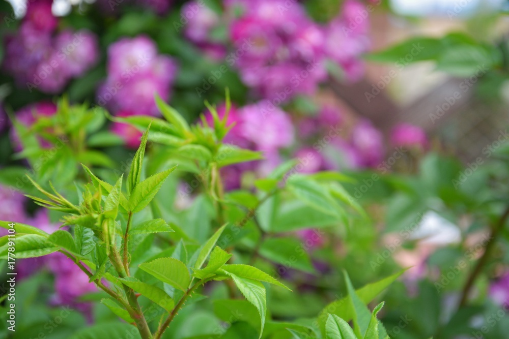 fence wooden beams, green grass and purple flowers