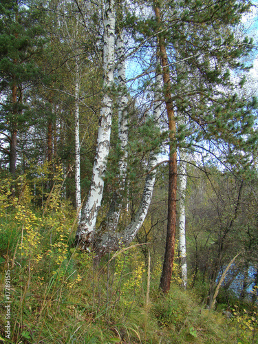 Wallpaper Mural Autumn forest. Pines and birches. Torontodigital.ca