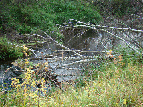 Wallpaper Mural Fallen trees in the river. Autumn forest. Torontodigital.ca