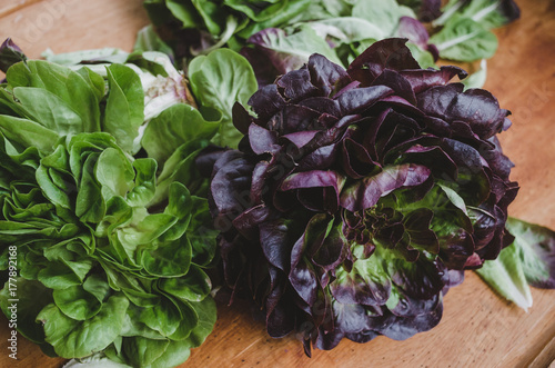 Two heads of lettuce photo