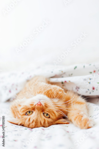 Cute ginger cat lying in bed under a blanket. Fluffy pet comfortably settled to sleep. Cozy home background with funny pet. Place for text.