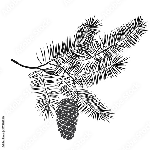 Hand drawn pine tree branch