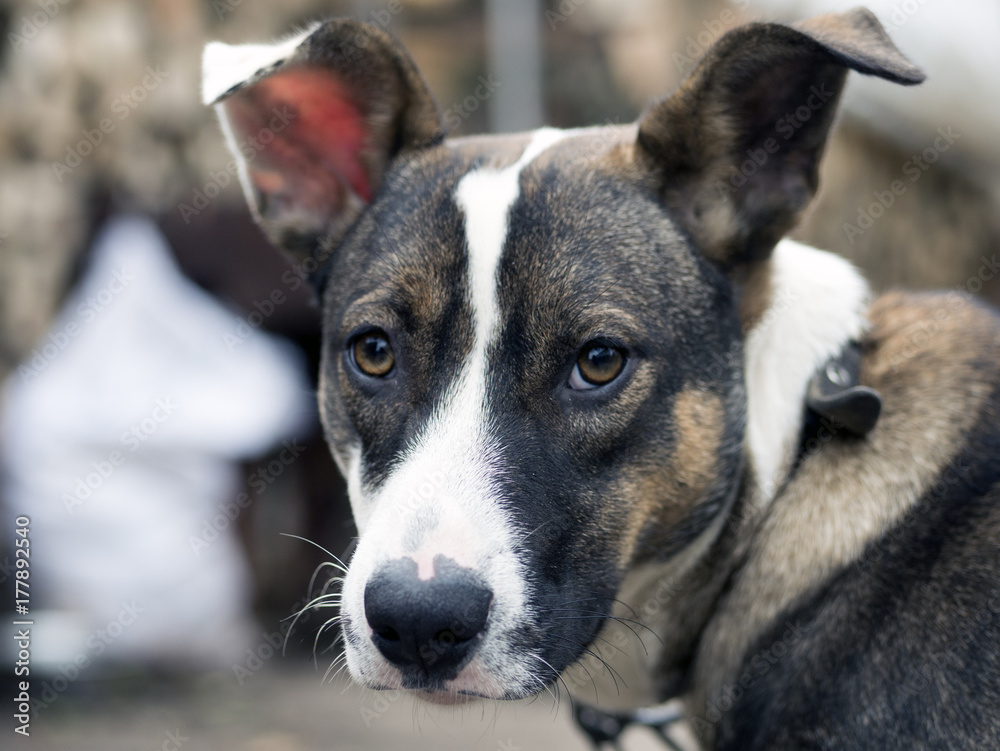 cute unhappy dog upset, lonely, stray dog