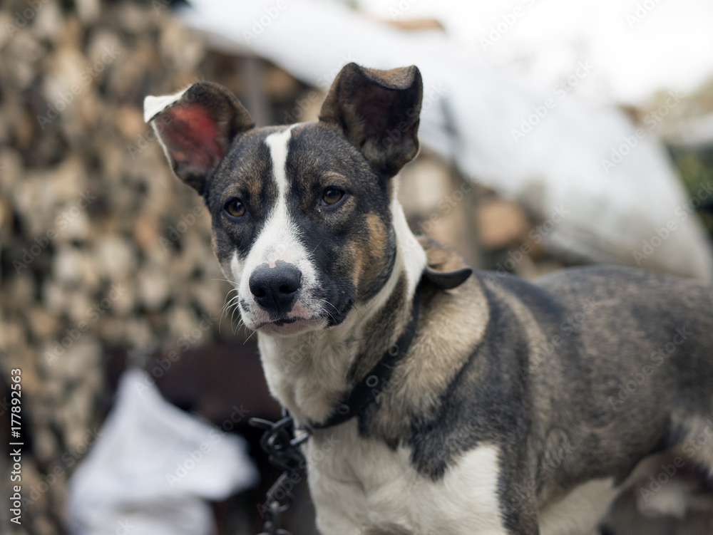 cute unhappy dog upset, lonely, stray dog cute unhappy dog upset, lonely, stray dog