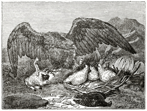 Old grayscale illustration of a elegant eagle giving food to its sons inside the nest. By unidentified author, published on Penny Magazine, London, 1835