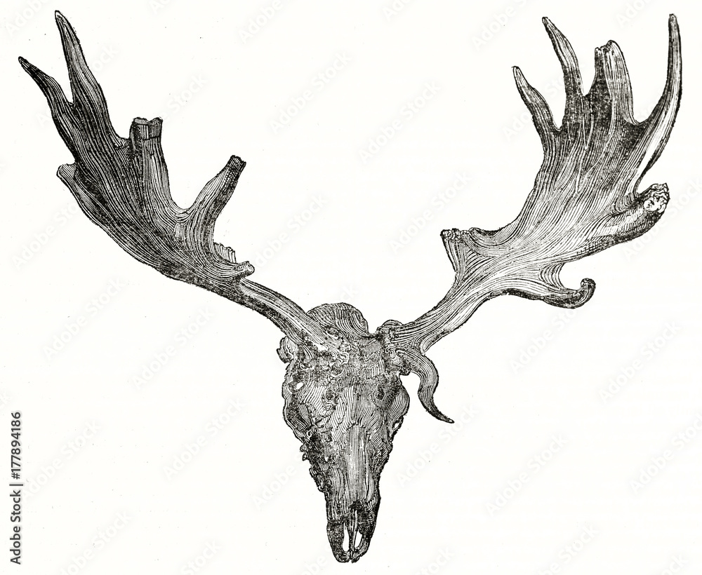 Old illustration of isolated fossil horns and skull of Irish elk (Megalocerus giganteus). By unidentified author, published on Penny Magazine, London, 1835 Old illustration of isolated fossil horns and skull of Irish elk (Megalocerus giganteus). By unidentified author, published on Penny Magazine, London, 1835