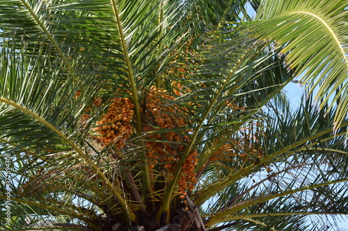 Palmera