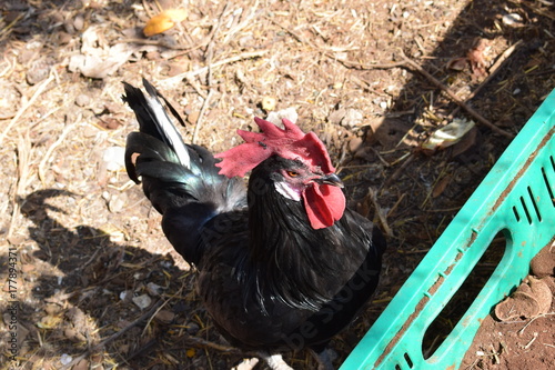 Gallo