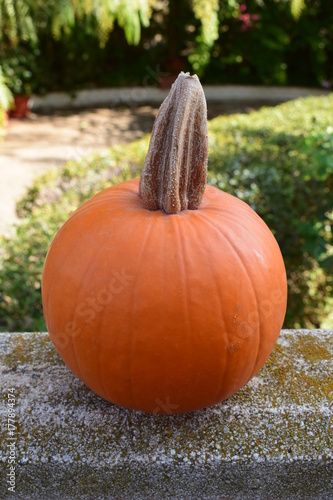 Calabaza