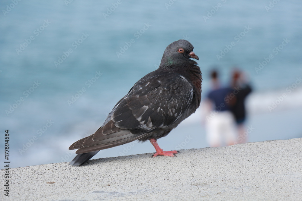 Obraz premium ハト