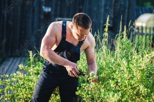 A young handsome macho man is a gardener with a sexy muscular sports body in overalls pruning a bush