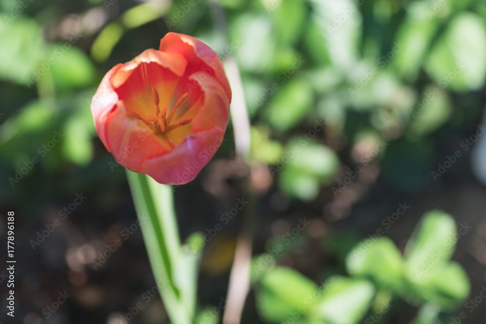 Looking inside a single tulip that is in full bloom with green plants in the background