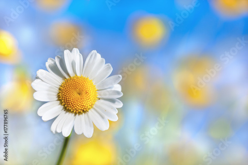 Chamomile among flowers