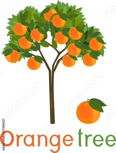 Orange tree with green leaves, ripe orange fruits and title