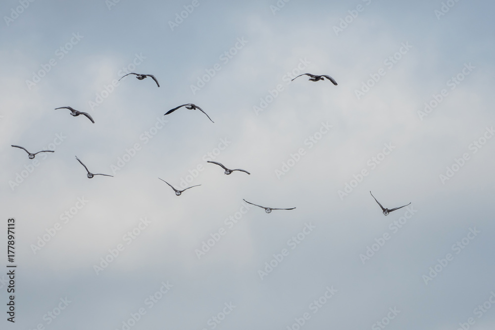 Many birds fly in the sky