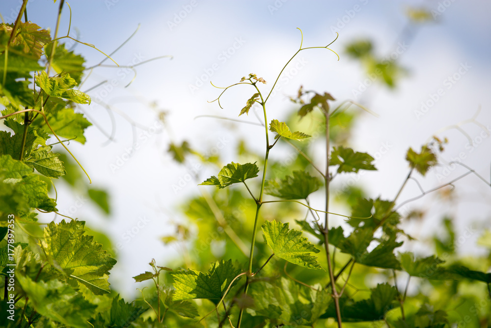 green branches of grapes against the blue sky green branches of grapes against the blue sky