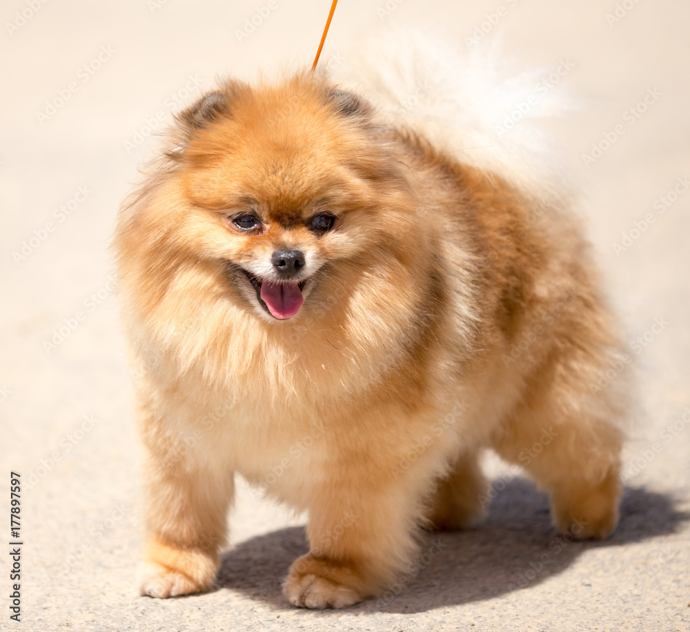 a portrait of a thoroughbred dog a portrait of a thoroughbred dog
