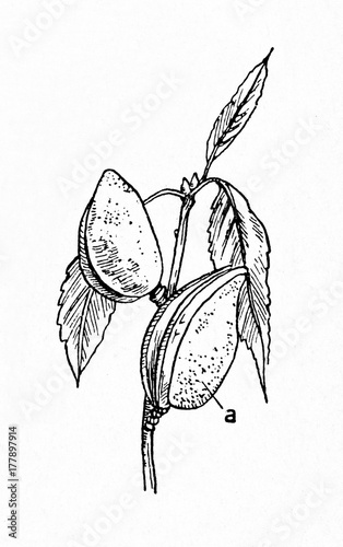 Almond (Prunus dulcis)
 photo