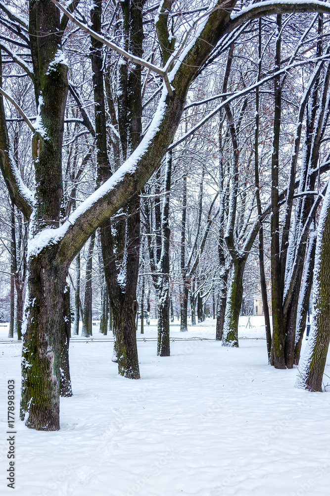 Fototapeta premium City Park in winter