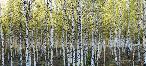 Birch trees in spring time in a Finnish forest