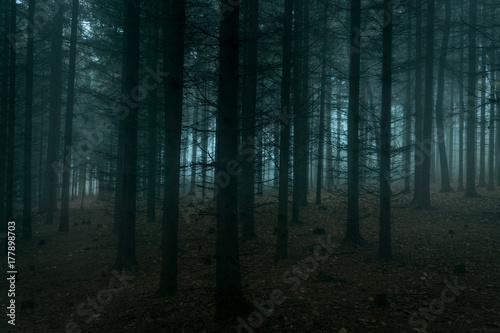 Creepy misty forest at night