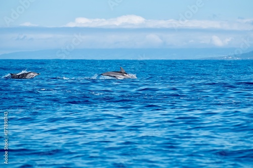 Striped dolphins in the Atlantic Ocean near to the coast of Pico Island in the Azores.dolphins