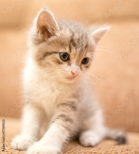 portrait of a small kitten © schankz