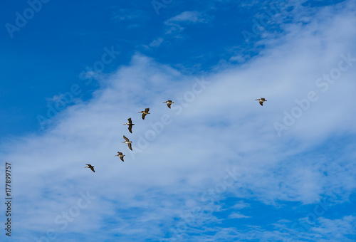 Pelicans flying together on blue sky in Mayan riviera