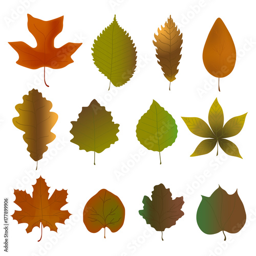 Fallen leaves set. Vector illustration of herbarium