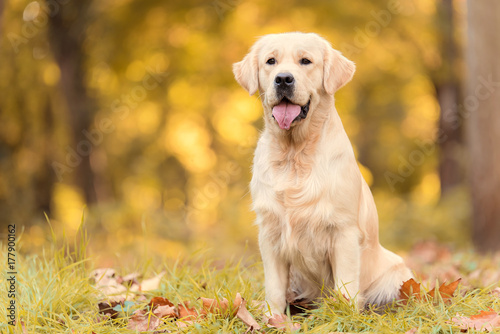 Beautiful golden retriever dog in the nature © SasaStock