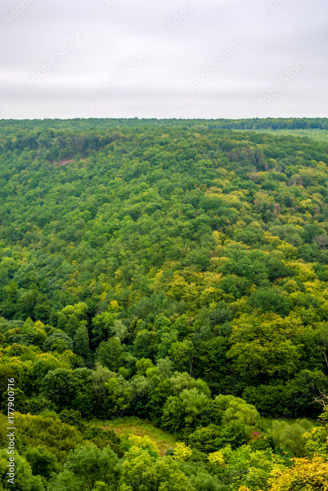 Photo of green forest panorama aerial view in saturated day