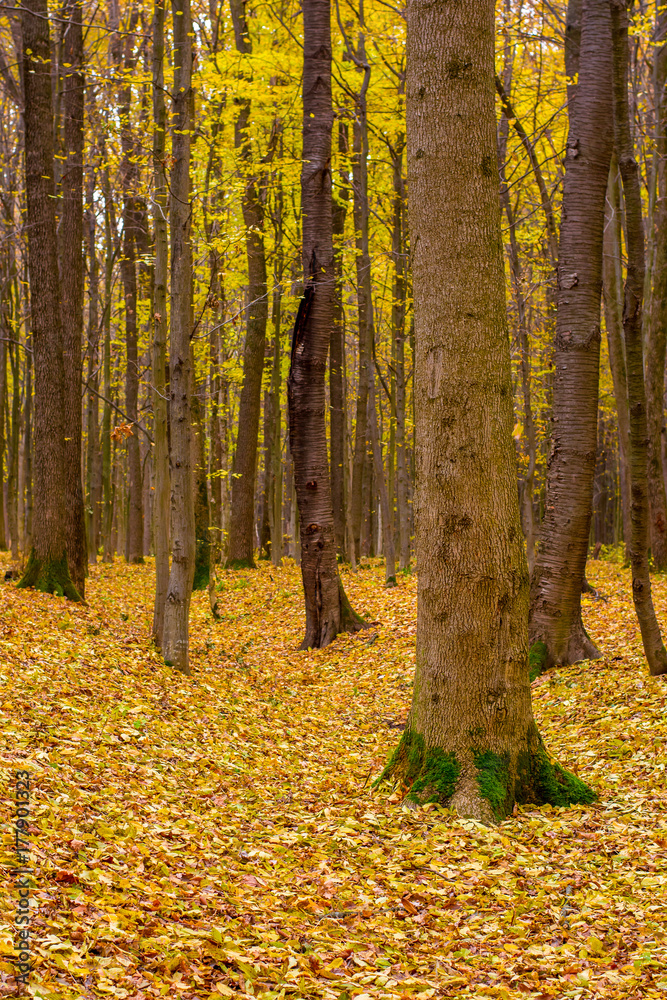 Photo of orange autumn forest with leaves
