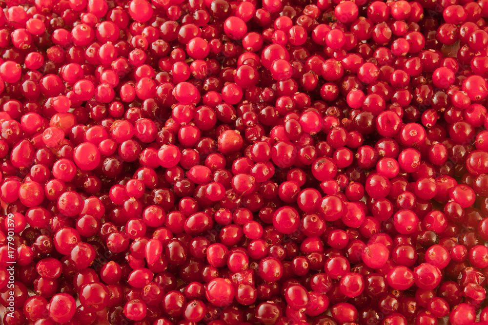 Abstract background from fresh cowberry. Close up. Abstract background from fresh cowberry. Close up.