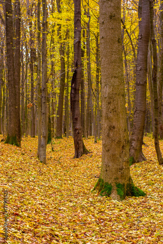 Photo of orange autumn forest with leaves © Badunchik
