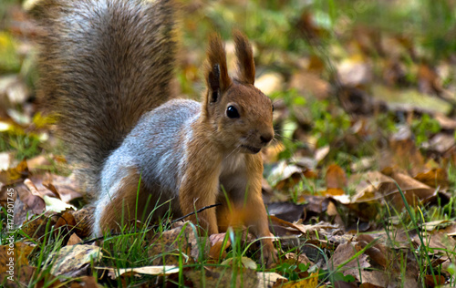 Red squirrel, grey winter coat, jumping in the autumn park, green grass, yellow leaves