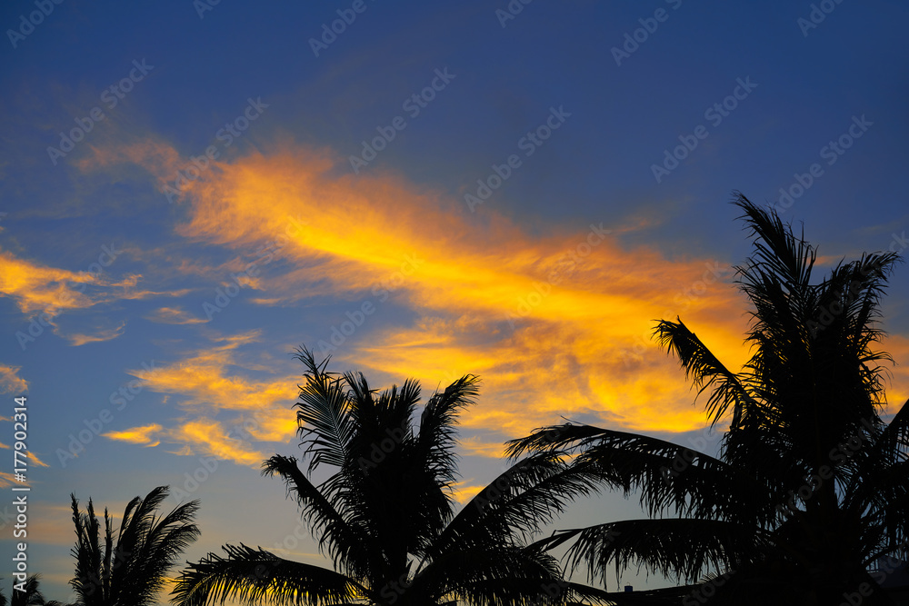 Sunset sky palm trees with orange clouds