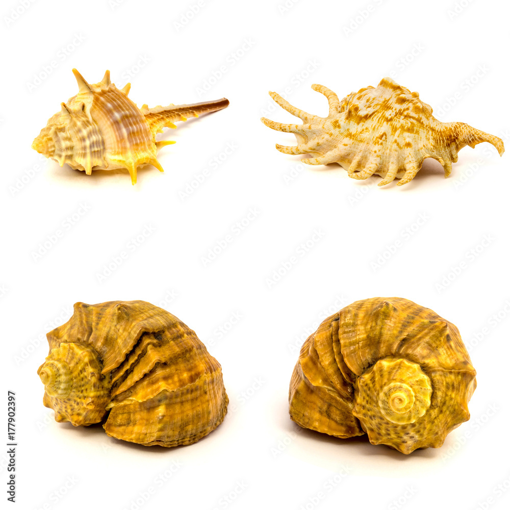 Obraz premium Sea shells isolated on a white background