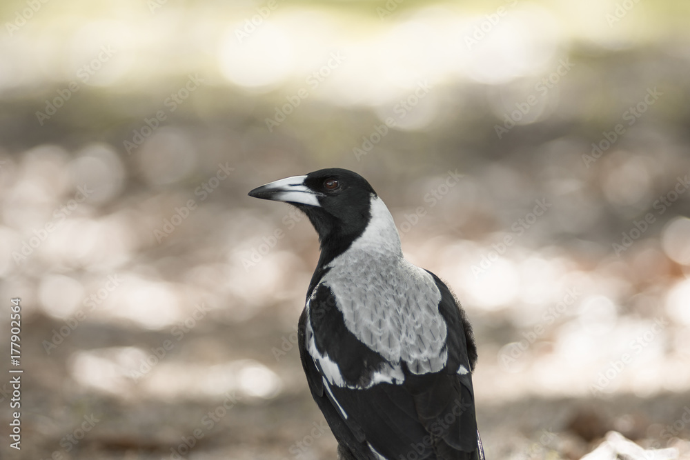 Obraz premium Bird with Blurry background 