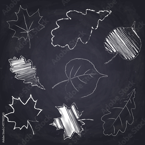 Chalk drawn tree leaf on chalkboard background.