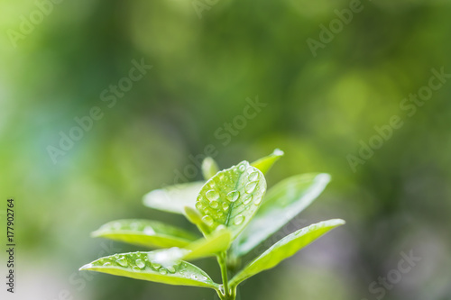 水滴のついた葉　エコイメージ