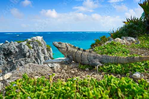 Mexican iguana in Tulum in Riviera Maya