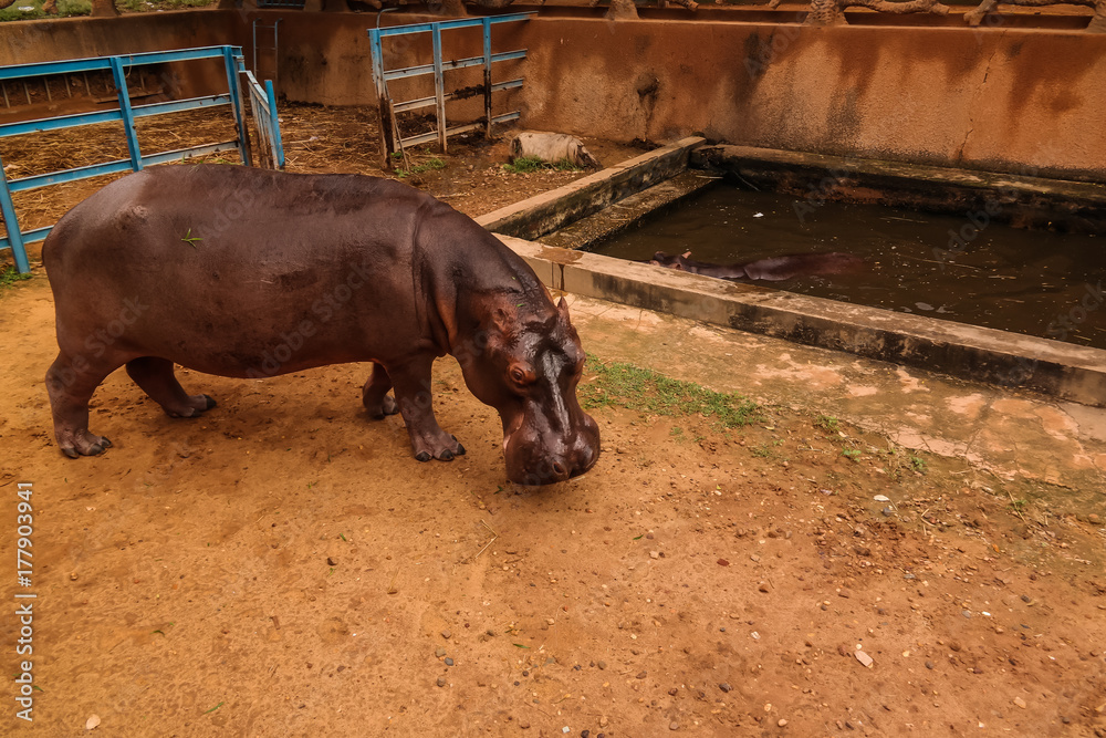 portrait of african hippopotamus in Niamey, Niger