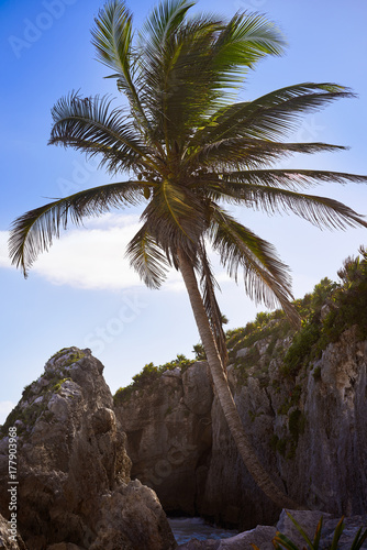 Tulum beach palm tree in Riviera Maya at Mayan