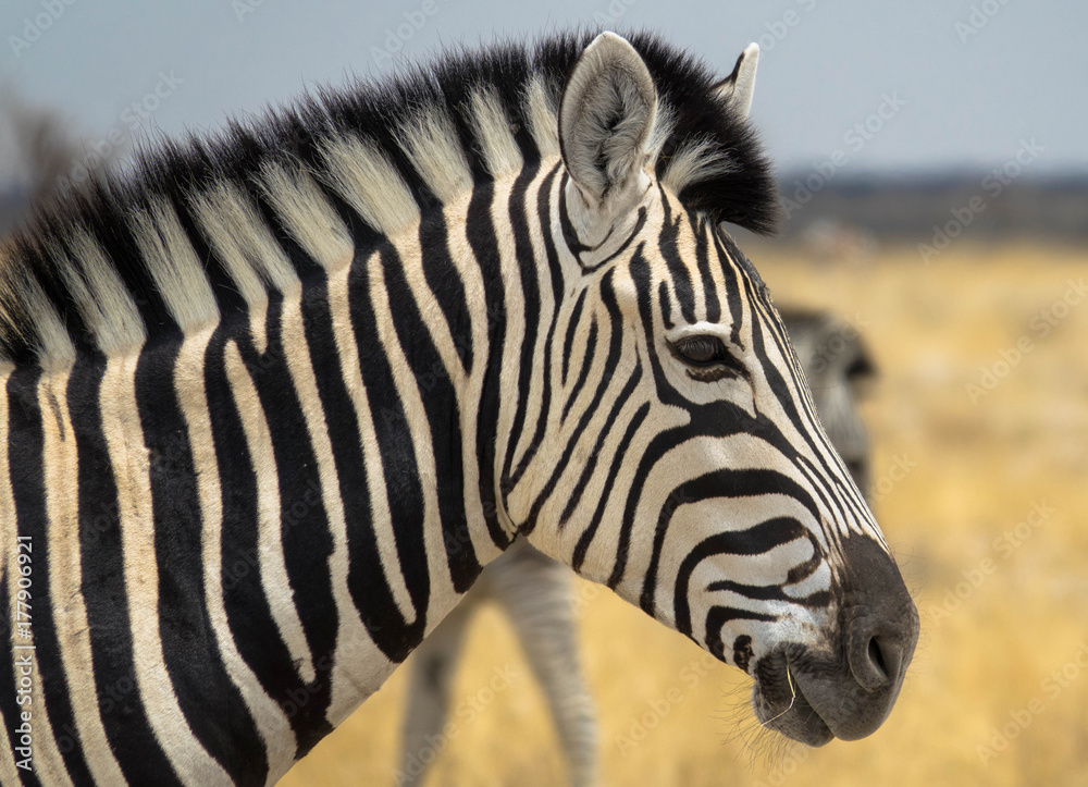 Fototapeta premium Zebra freilebend in Afrika