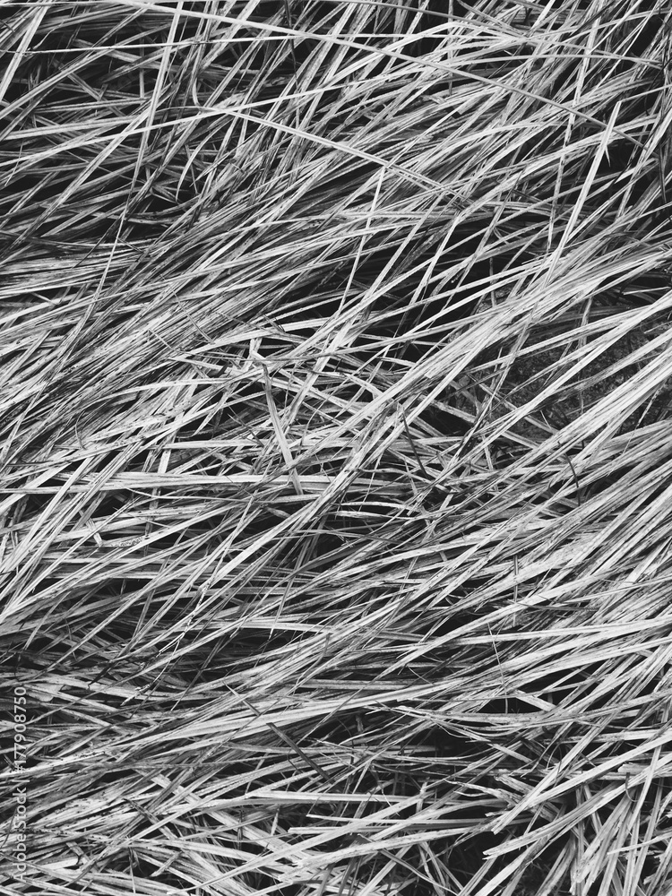 Windswept grasses in alpine meadow Windswept grasses in alpine meadow