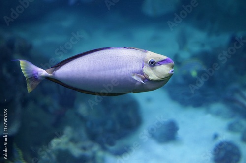 Fototapeta Naklejka Na Ścianę i Meble -  Purple ocean fish