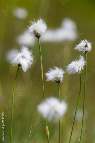 flower of natural cotton grass  Eriophorum 